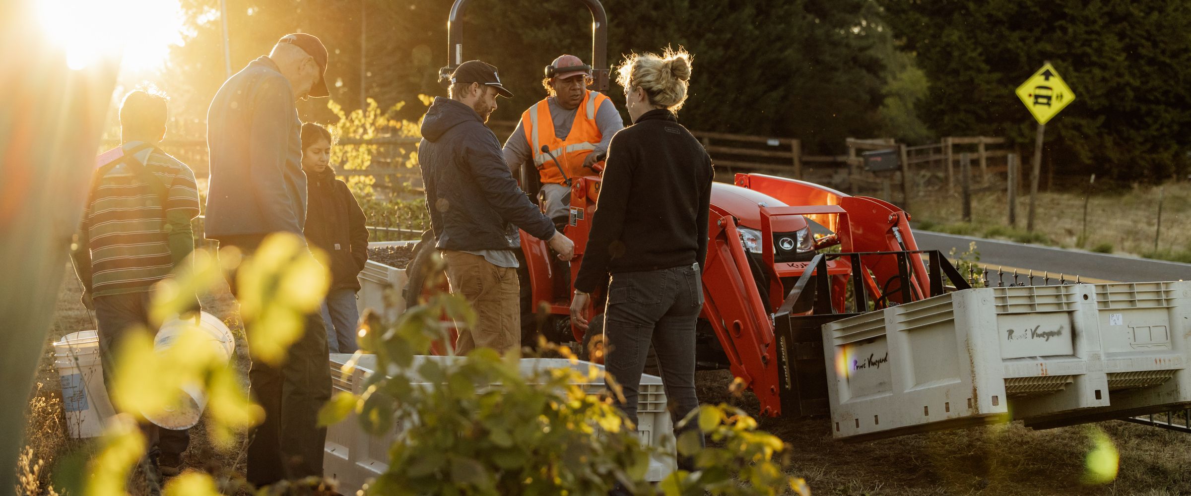 Piper and the harvest crew loading bins at sunrise