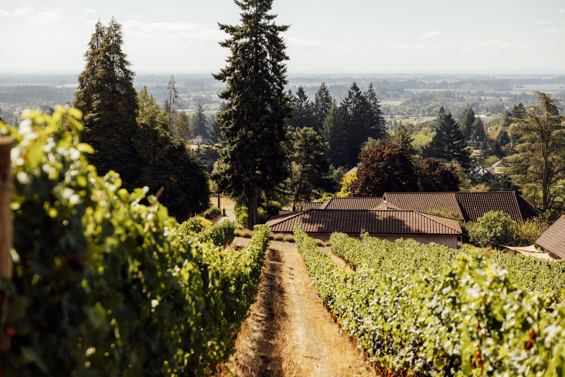Rows of the estate block running down toward the house, the valley beyond