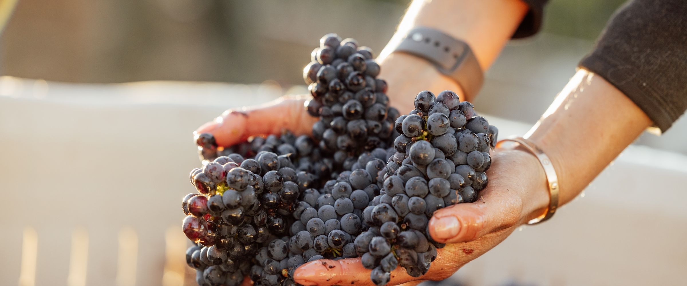Hands holding Pinot Noir clusters at harvest