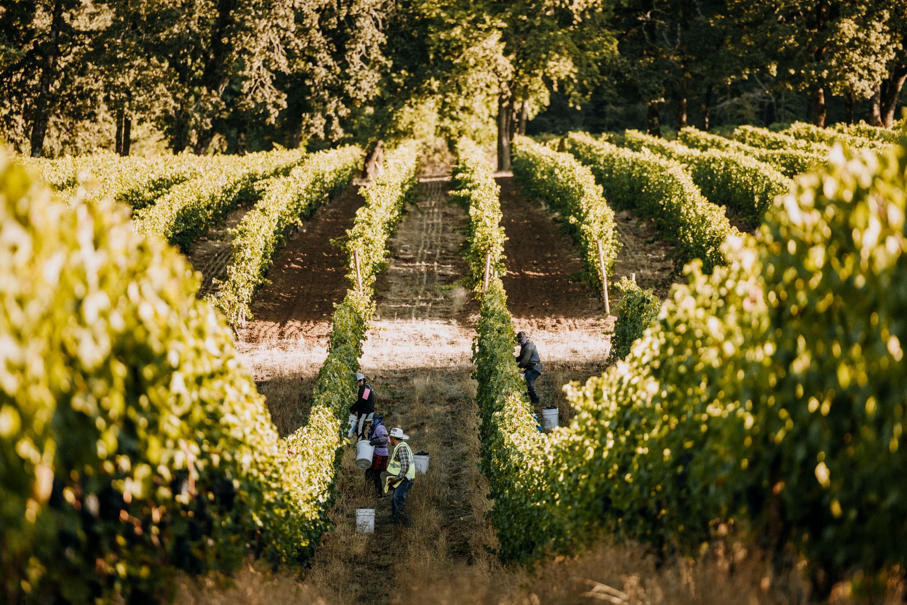 The harvest crew picking Pinot Noir between sunlit rows of vines