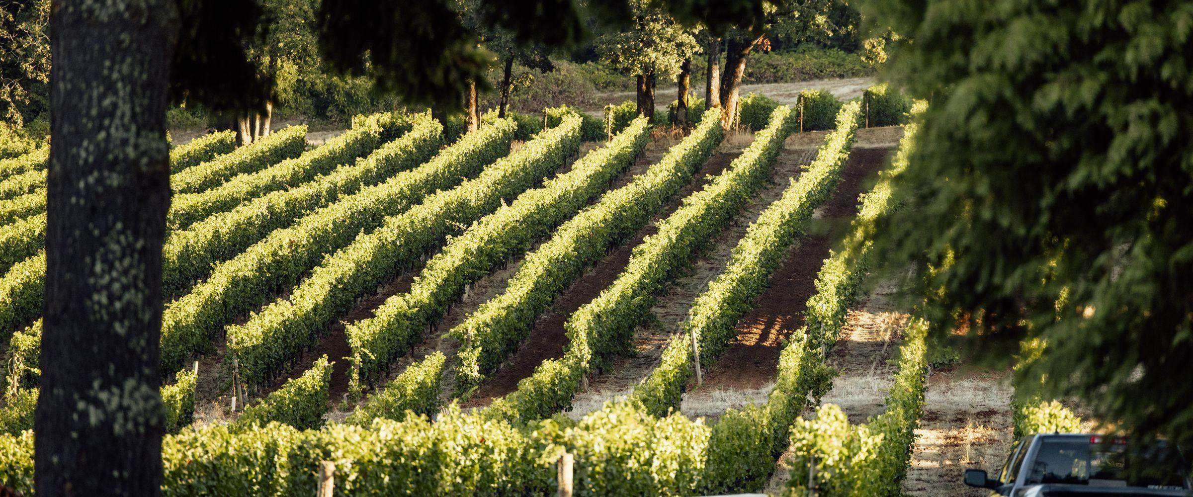 Vine rows running down the slope at West Wind