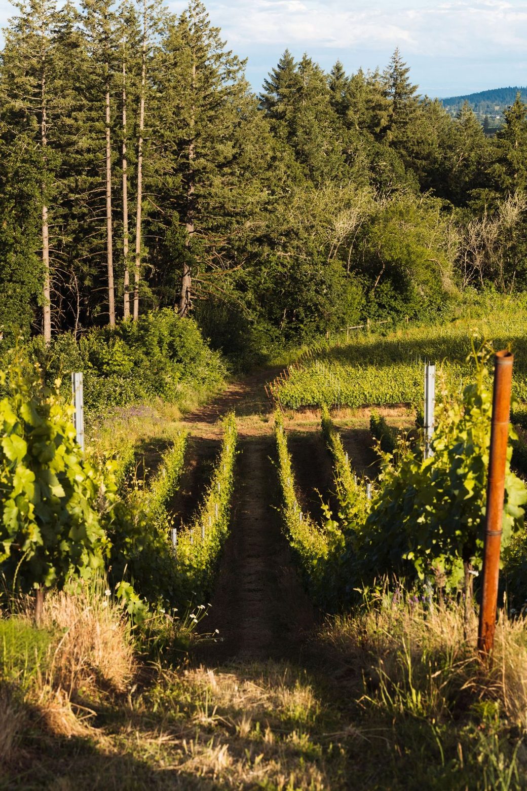 Young vines at West Wind running toward a stand of firs
