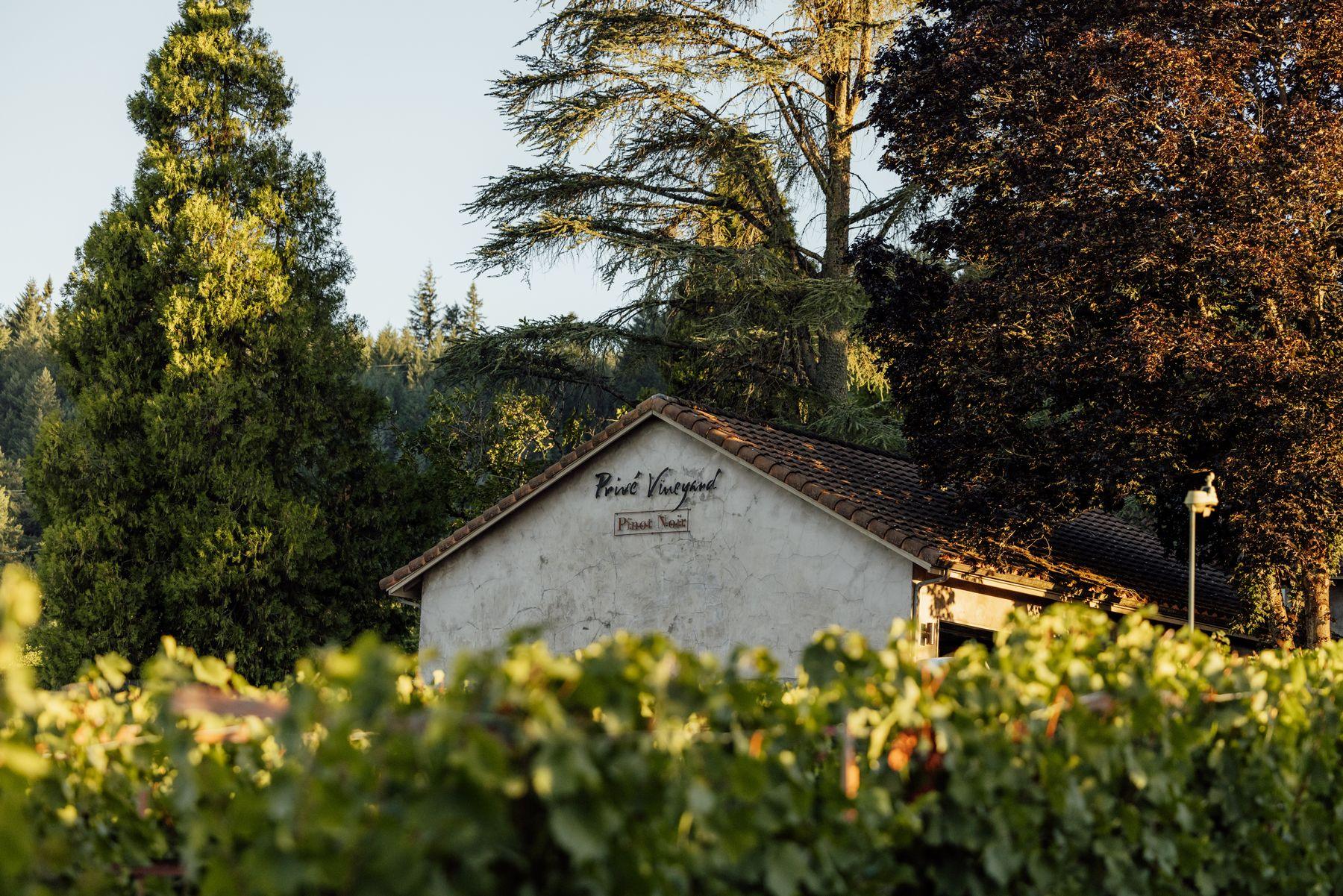 The estate house above rows of vines